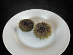 Sea Urchin - uni