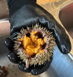 Cleaning sea urchin
