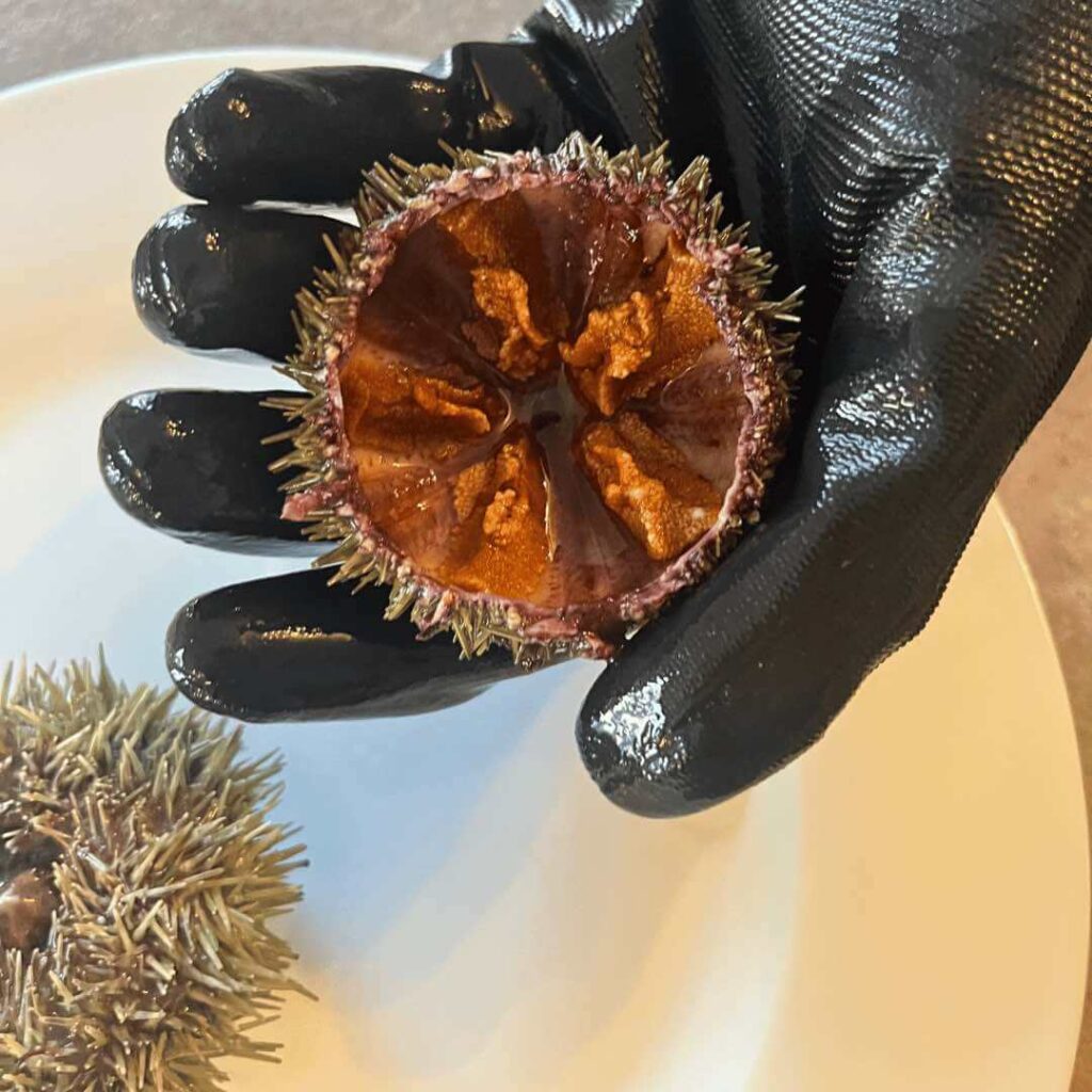 Cleaning sea urchin