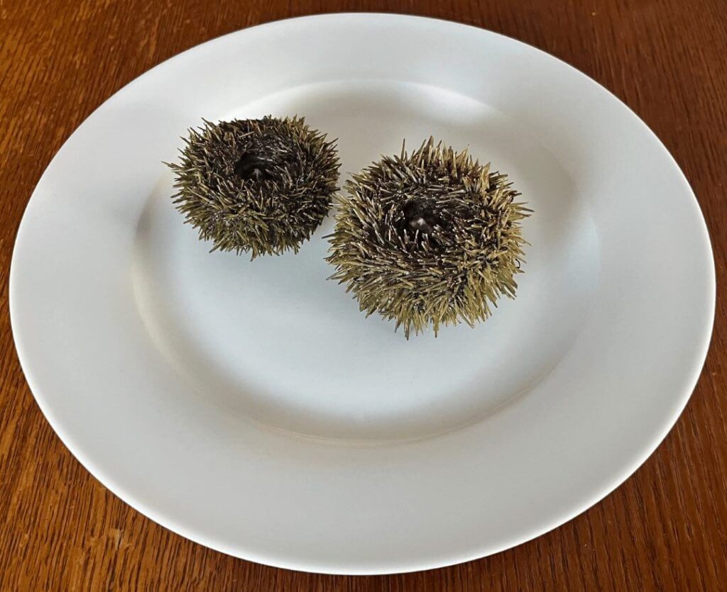 Sea urchin - uni 
